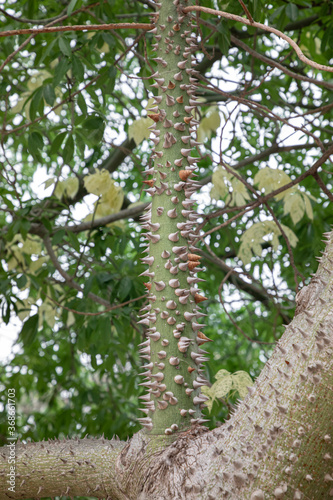 thorns on the trunk of the Chorisia speciosa tree