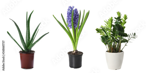 Set of different plants in flower pots on white background. Banner design