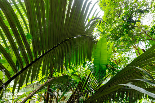 Fototapeta Naklejka Na Ścianę i Meble -  palm tree in the jungle