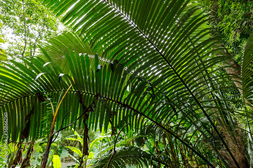 Fototapeta Naklejka Na Ścianę i Meble -  palm tree in the jungle