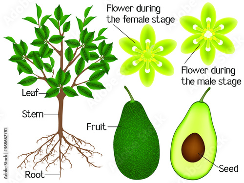 Part of an avocado plant isolated on a white background.