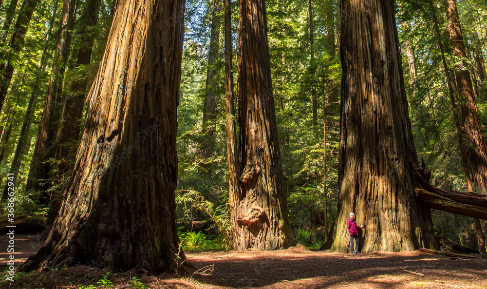 Mendocino, California; a woman in a red coat standing beside a giant redwood tree in a redwood forest near Mendocino, CA. Mendocino, California; a woman in a red coat standing beside a giant redwood tree in a redwood forest near Mendocino, CA.