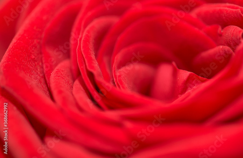 Beautiful closeup red rose