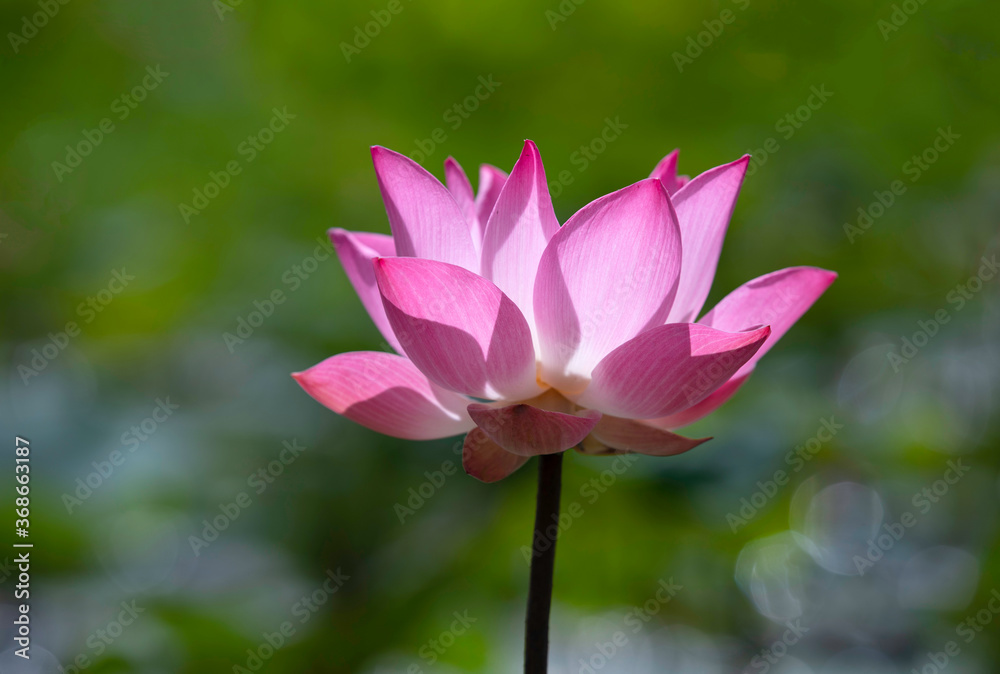 Bright pink lotus flower with green nature background