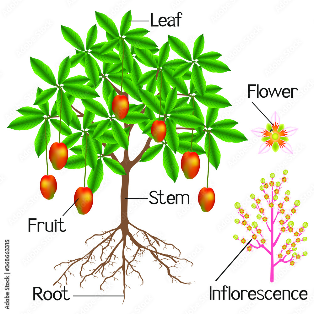 The structure of the mango plant is shown on a white background.