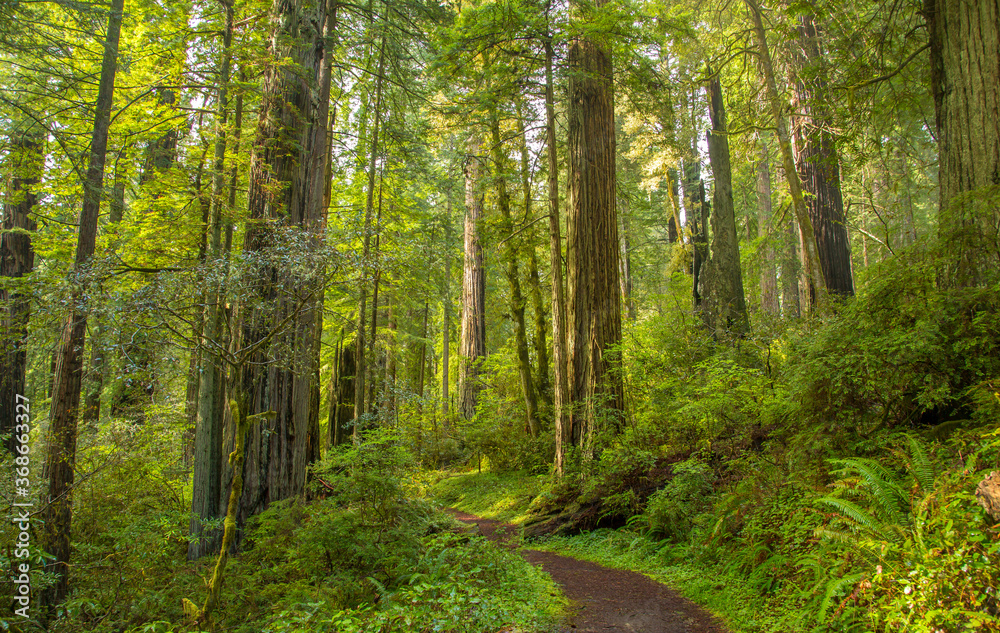 A trail threough a redwood forest near Mendocino, CA A trail threough a redwood forest near Mendocino, CA