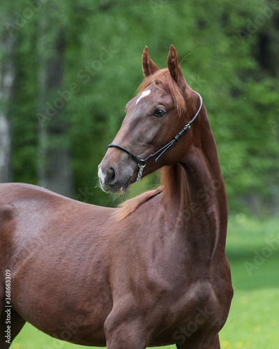 Portrait of a beautiful chestnut horse looks back on natural green summer background, head closeup