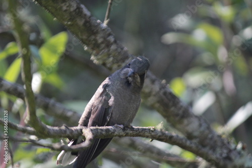 Colibrí en el bosque (hummingbird in the forest)