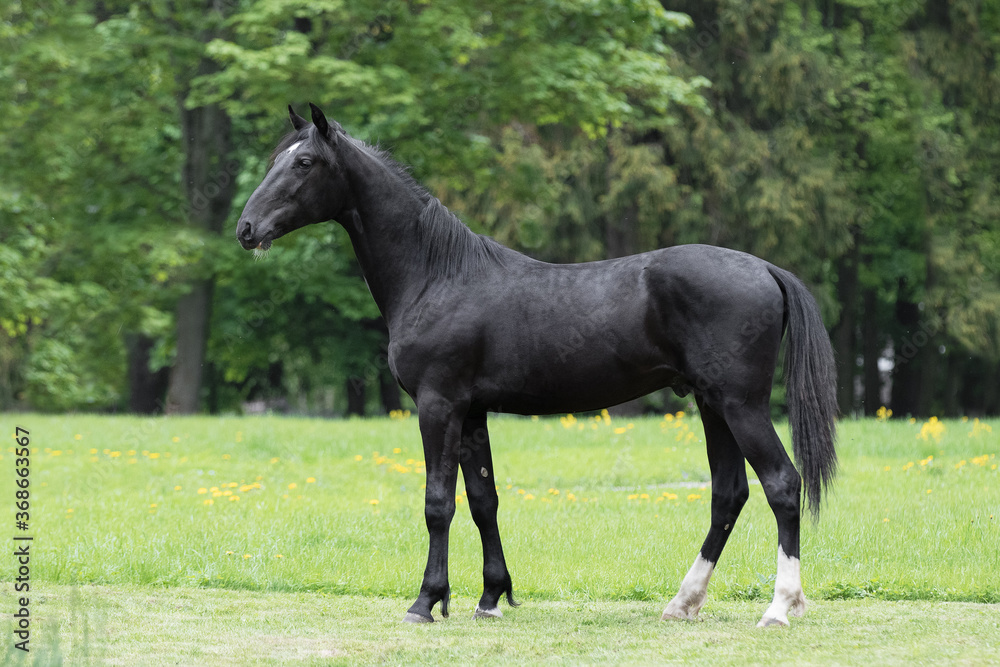 Beautiful black horse stands on natural summer background, profile side view, exterior	