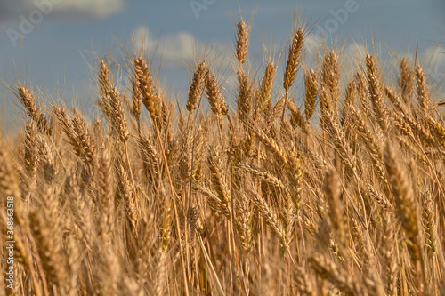 Wheat ears under a cloudy sky