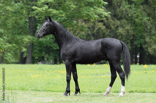 Beautiful black horse stands on natural summer background  profile side view  exterior 