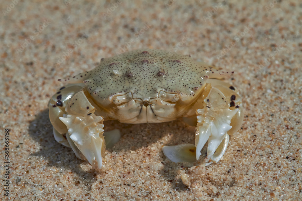 Crab on wet sea sand