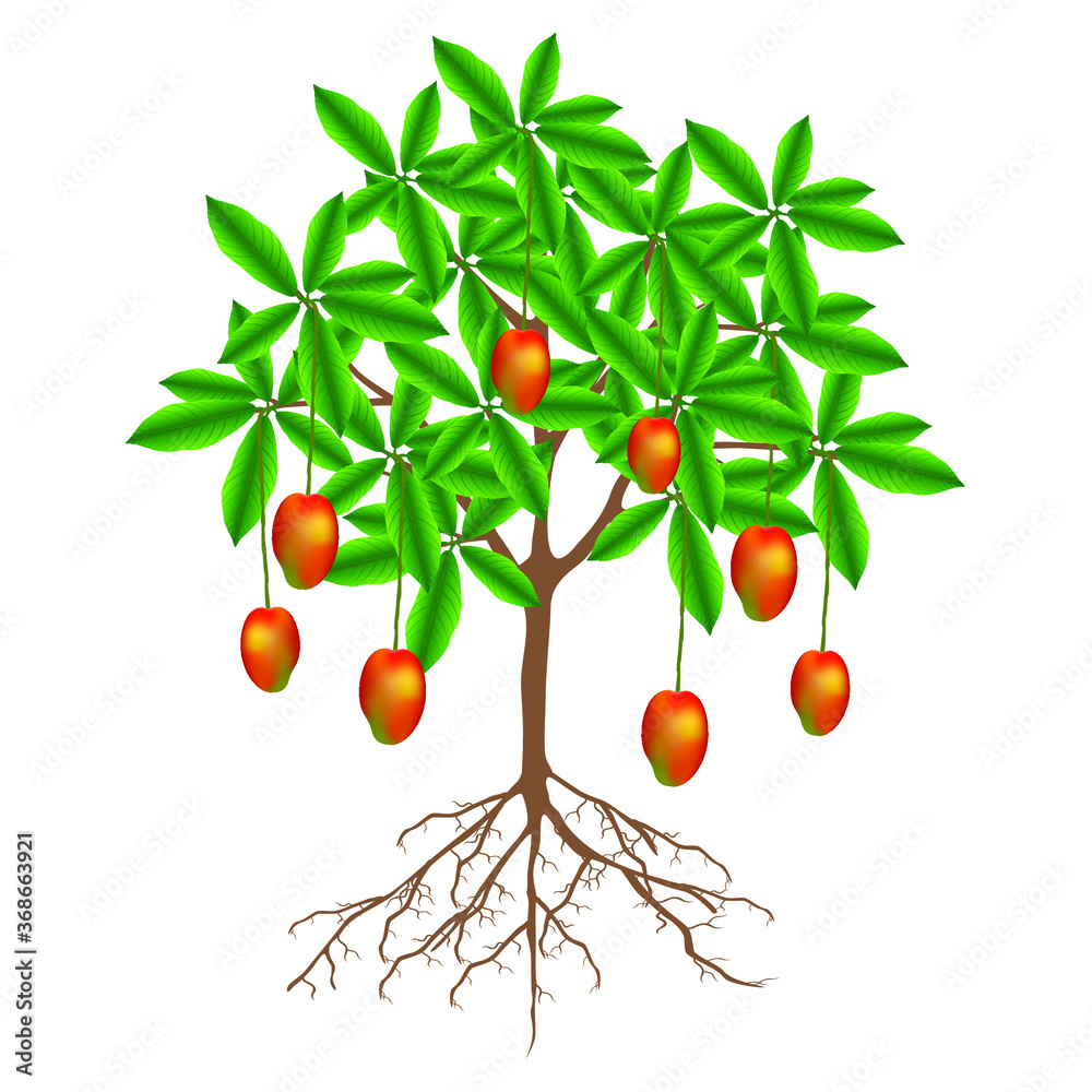 A mango tree with fruits on a white background.