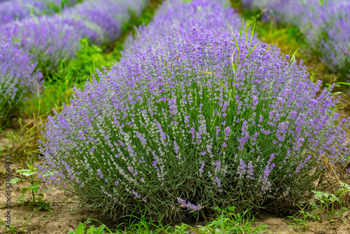 Fototapeta Naklejka Na Ścianę i Meble -  Beautiful fragrant lavender flowers on the green plain behind the farm