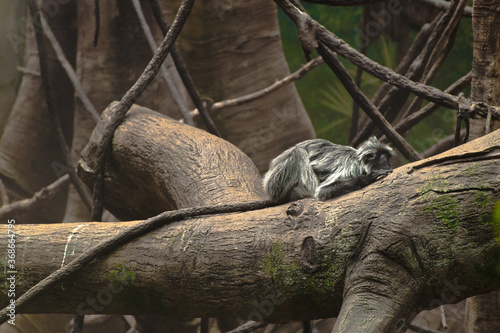 EBONY LANGUR taking a great afternoon nap