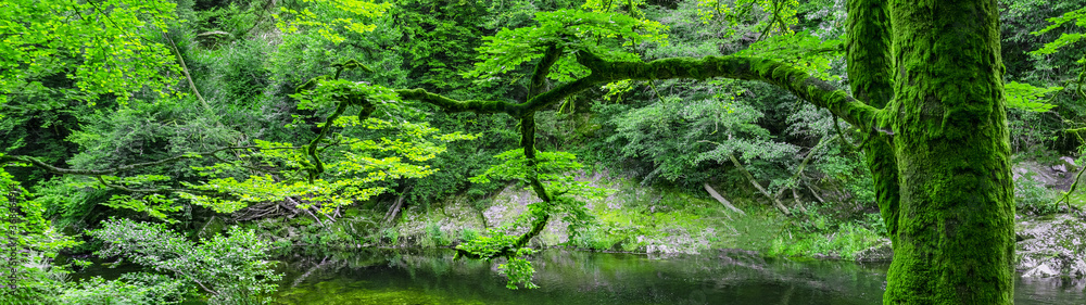 Landschaft Panorama von grünem saftigen Baum mit Moos  im Wald an der Murg im Murgtal in Deutschland