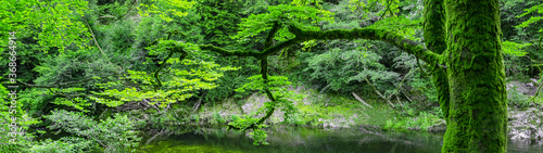 Landschaft Panorama von gr  nem saftigen Baum mit Moos  im Wald an der Murg im Murgtal in Deutschland