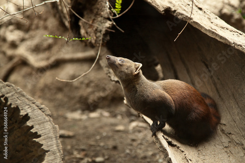 ring tailed mongoose exploring the jungle photo