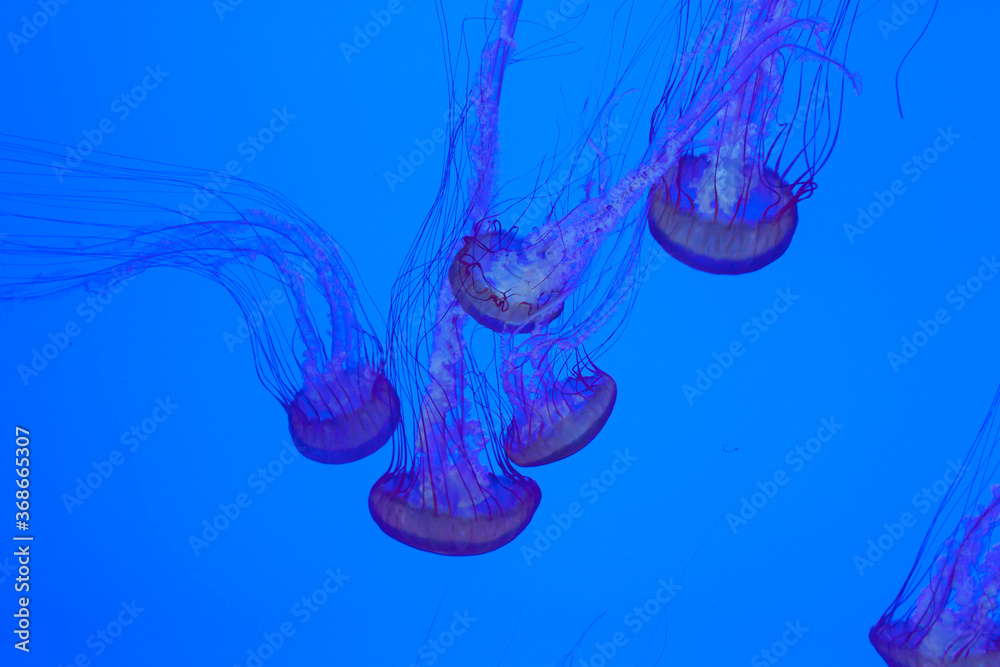 jelly fish in aquarium backlit setting