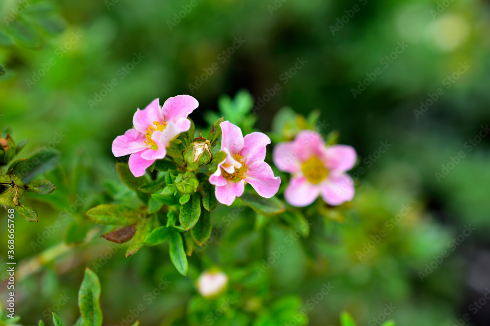 Very beautiful pink flowers of the Potentilla shrub Very beautiful pink flowers of the Potentilla shrub