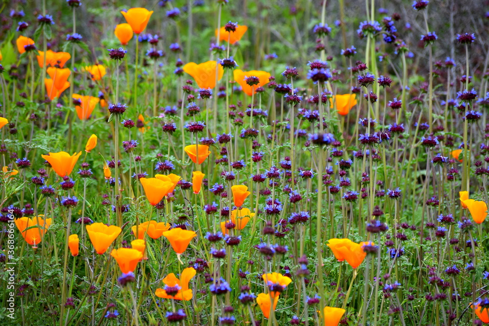 Fototapeta premium California wildflowers during the 2019 Superbloom