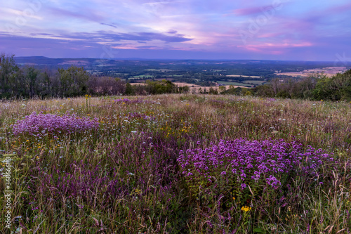 Wild Marjoram and purple skies at sunset on Bepton Down South Downs West Sussex south east England