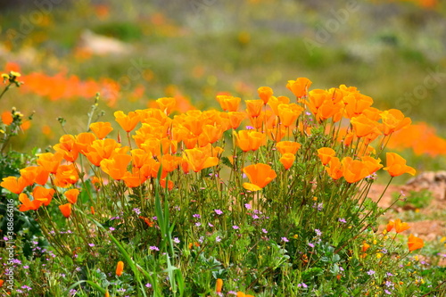 California Poppy Superbloom 2019