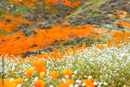 California Poppy Superbloom 2019