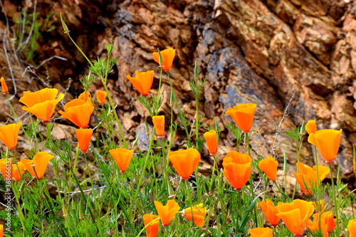 California wildflowers during the 2019 Superbloom