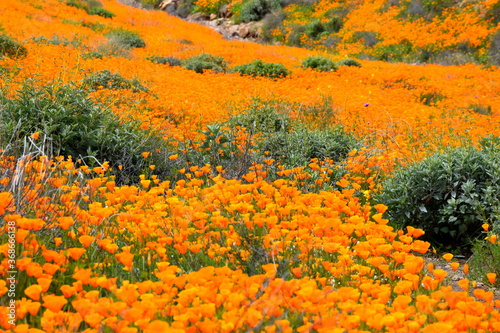 California Poppy Superbloom 2019