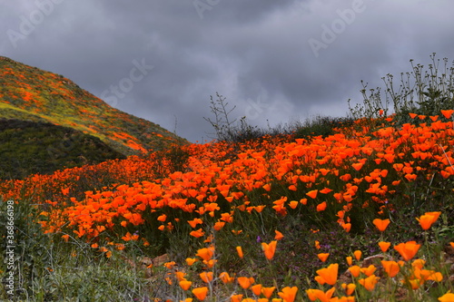 California Poppy Superbloom 2019
