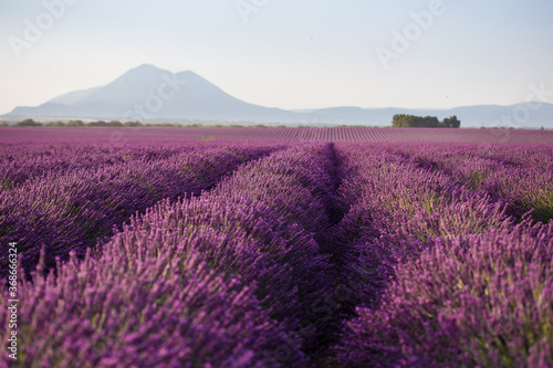 Immense violet lavender fields early in the morning in France with mountains on the background 