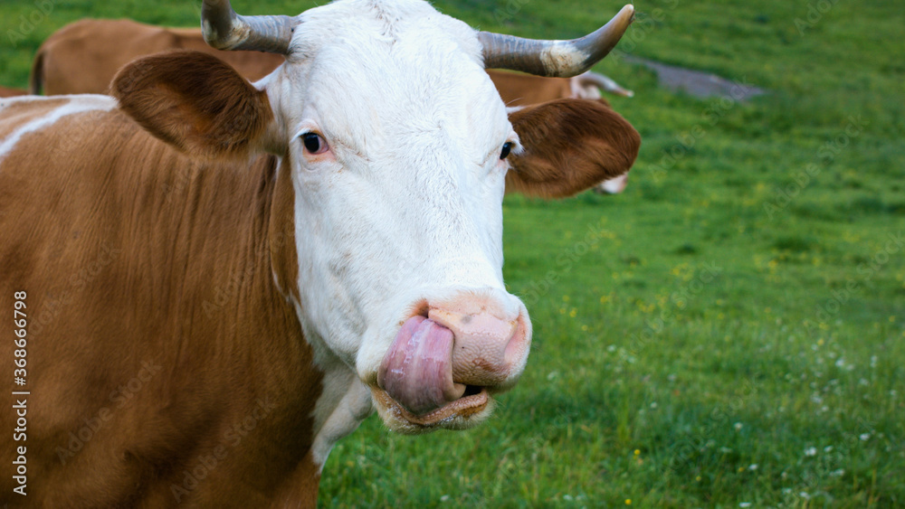 Cattle in a Alpine mountain pasture. Grass fed cows are rich in Omega-3 fatty acids. Cattle in a Alpine mountain pasture. Grass fed cows are rich in Omega-3 fatty acids.