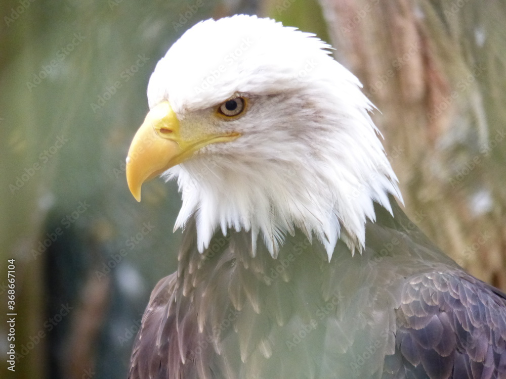 Fototapeta premium Zoo de Beauval 2020