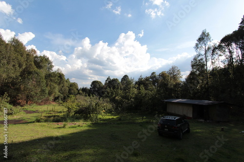 En el bosque (Wood, forest, country, camp, pines, tree)