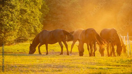 Horses grazing on summer meadow at sunset.