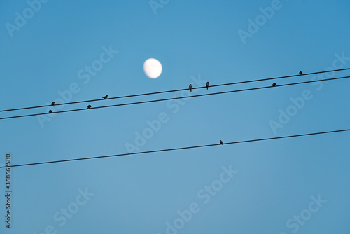 birds resting on electriciy cables photo