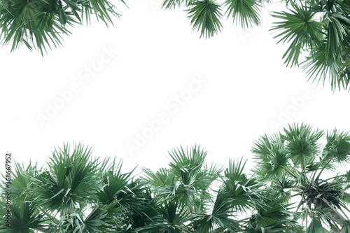 Fan palm green leaves or coconut fronds background of the tropical natural which has jungle green foliage. Texture for creative layout made of leaf nature.