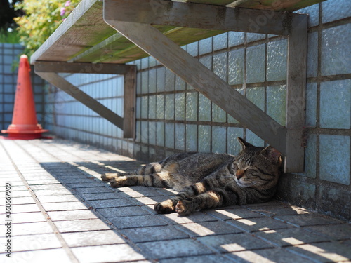 日陰で休む野良猫
