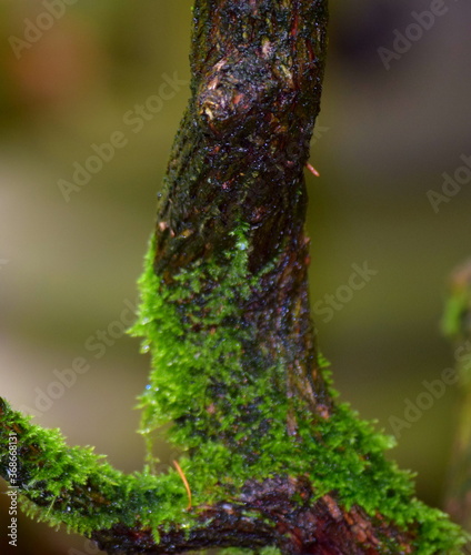 Moss on a tree in the rain
