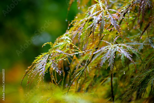 Rainy day in a Japanese Garden