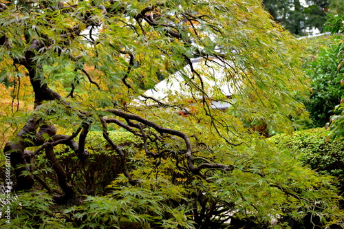 Rainy day in a Japanese Garden