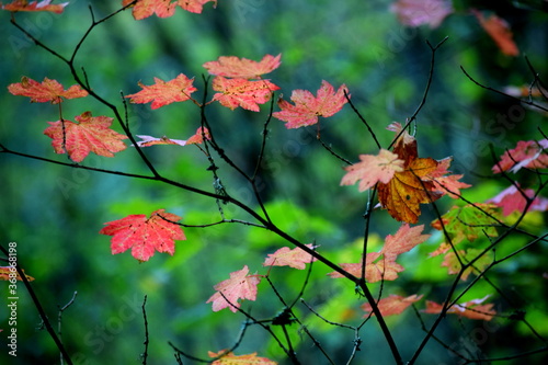 Fall leaves turning red