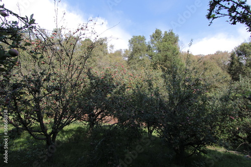 En la Huerta cercana al bosque (vegetable plot, wood, forest, camp, country, apple tree)