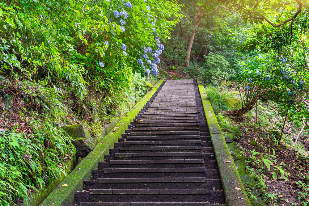 Hiking staircase in steep slope covered with moss and overlooked by hydrangeas flowers leading through the forest of Mount Nokogiri to the giant buddha of Nihonji temple. Hiking staircase in steep slope covered with moss and overlooked by hydrangeas flowers leading through the forest of Mount Nokogiri to the giant buddha of Nihonji temple.