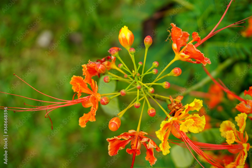 Orange flowers with insects on the petals Orange flowers with insects on the petals