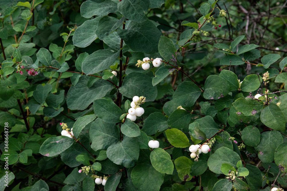  Arbre aux perlesfleur,