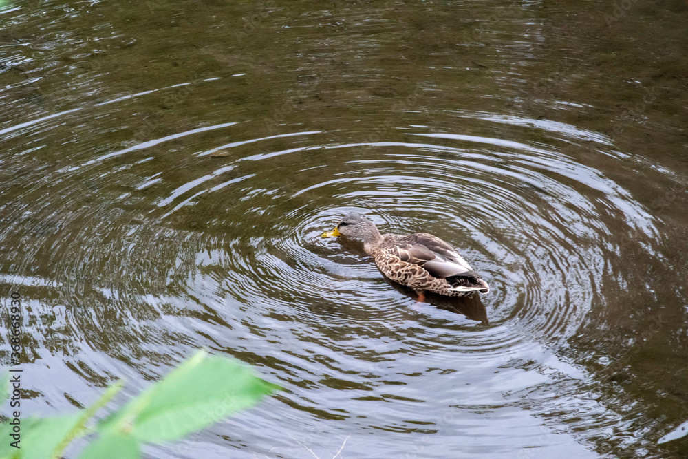 Obraz premium Canard du Québec