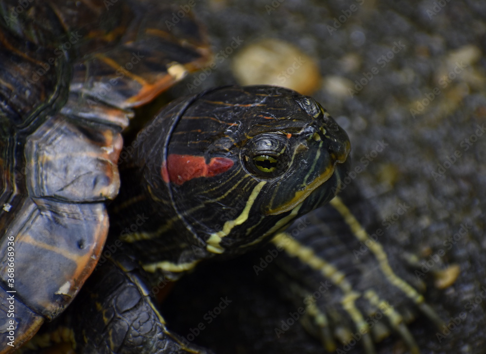 Close up of the head of a colourful terrapin Close up of the head of a colourful terrapin