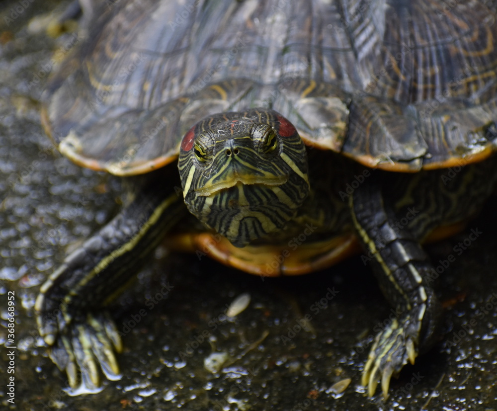 Fototapeta premium Colourful terrapin next to a pond looking at the camera